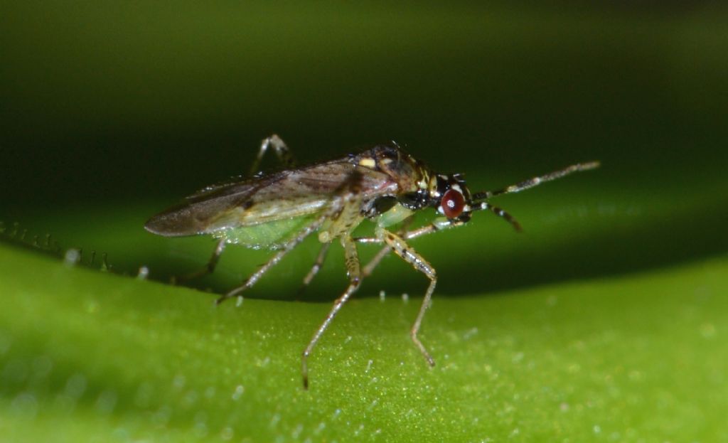 Miridae: Dicyphus (Brachyceroea) albonasutus di Toscana (GR)